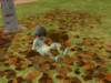 familiecatsim105_small.jpg