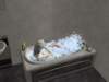 familiecatsim215_small.jpg