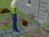 familiecatsim278_small.jpg
