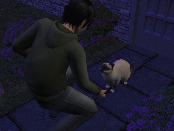familiecatsim284.jpg
