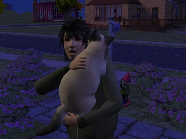familiecatsim285.jpg