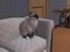 familiecatsim288_small.jpg