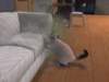 familiecatsim289_small.jpg