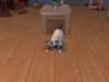 familiecatsim290_small.jpg