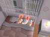 familiecatsim302_small.jpg