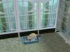 familiecatsim322_small.jpg