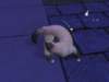 familiecatsim328_small.jpg